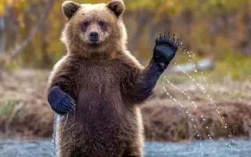 حمله خرس در گهواره کرمانشاه؛ مصدومیت مرد ۵۰ ساله