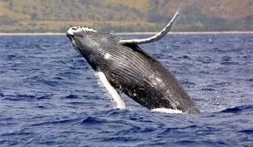  تلف شدن ۱۸ نهنگ گوژپشت در سواحل آمریکا 