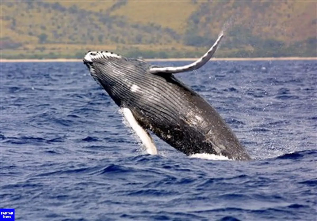  تلف شدن ۱۸ نهنگ گوژپشت در سواحل آمریکا 
