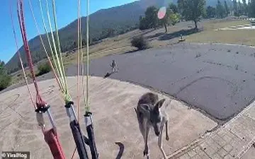 حمله کانگورو به چترباز استرالیایی در هنگام فرود