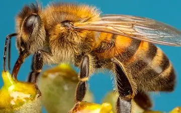 طراحی زنبورهای کنترل‌شونده برای انجام عملیات سری در چین