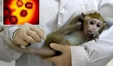 علائم جدید بیماری آبله میمون