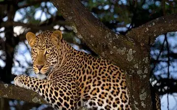 پلنگ سرگردان قائم‌شهر تلف شد